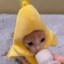 banana cat Icon