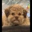 Lil Max Icon