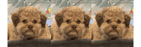 Lil Max Token Header