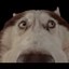 哈哈皮 csgodog Icon