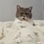 Jerking cat Icon