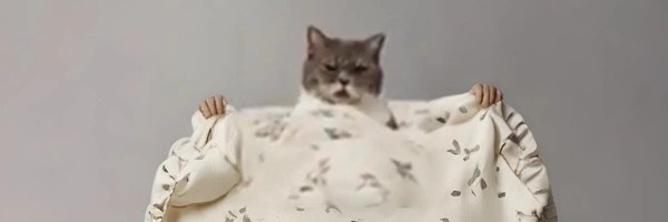 Jerking cat Token Header