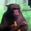 The First Neuralink Monkey Icon