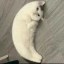 Mooncat Icon