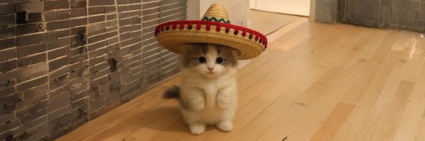 el michi Token Header