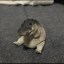 Greg The Crocodile Icon