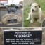 Justice For George Icon