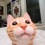 The 4Chan Cat Icon