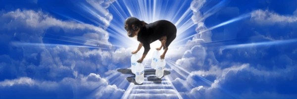 heavenly balance Token Header
