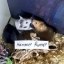 Hamster Runner  Icon