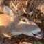 Little Buck the deer Icon