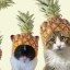 Pineapple Hat Cult Icon