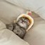 catinhat Icon
