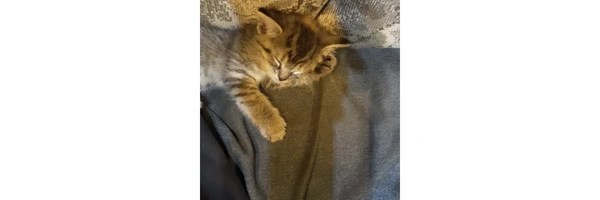 Justice for Bob Token Header