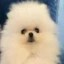Ether Reum The Pom Icon