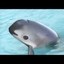 Little Sea Cow Icon