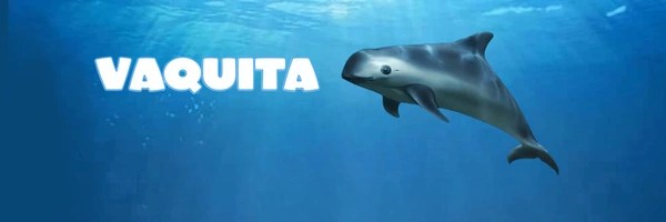 Little Sea Cow Token Header