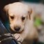 #dog Icon