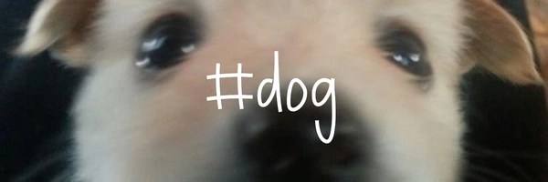 #dog Token Header