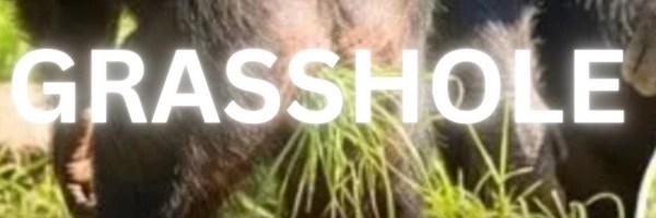 The Grasshole Theory Token Header