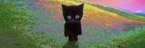Bro The Cat Token Header