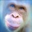 Blue Eyes White Ape Icon