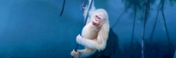 Blue Eyes White Ape Token Header