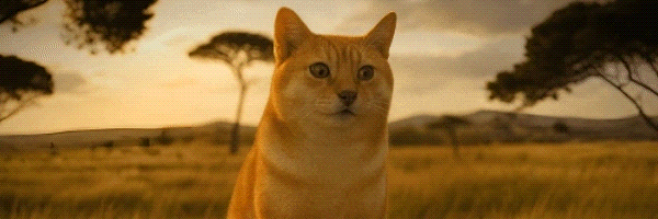 Catcheemscoin Token Header