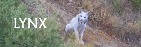 Iberian Lynx Token Header