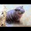 Mars The Hippo Icon