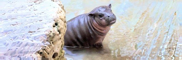 Mars The Hippo Token Header