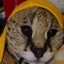 Help Save Pouncer Icon