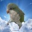 Abu Chicken the Parrot Icon