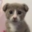 Bilbobaggins Icon