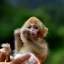darwin monkey Icon