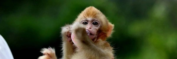 darwin monkey Token Header