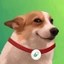 Pump Dog Icon