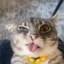 iamrigbycat Icon