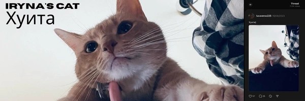 Iryna’s cat Token Header