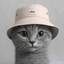 bucket cat Icon