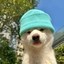 dogwifhat Icon