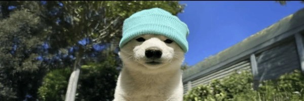 dogwifhat Token Header