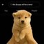 this puppy will be a trend Icon