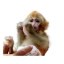 Darwin Monkey Icon